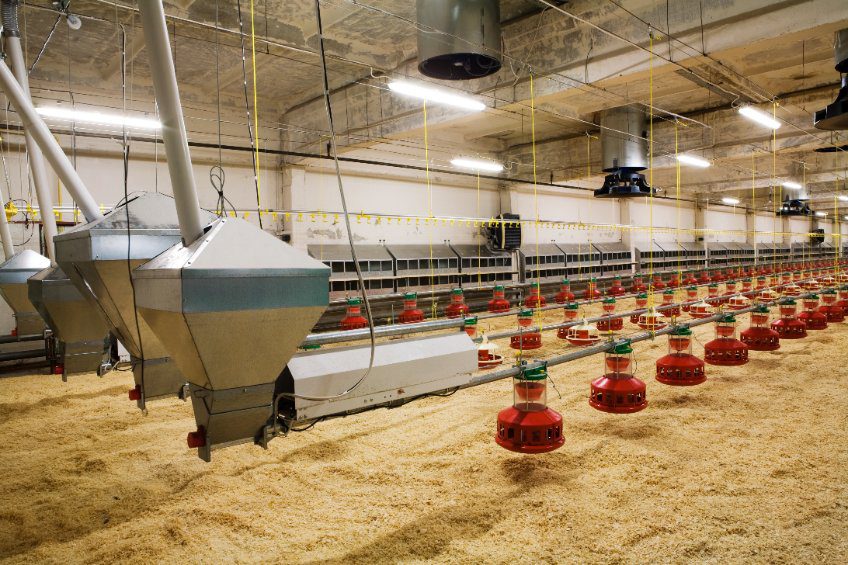 new automated integrated poultry farm